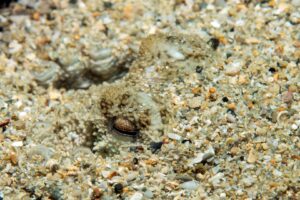 20150221_Edithburgh 0013 (Large)