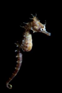 20150221_Edithburgh 0016 (Large)