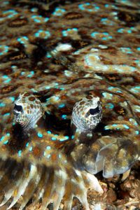 20150630_Nudi Falls_0010 (Large)