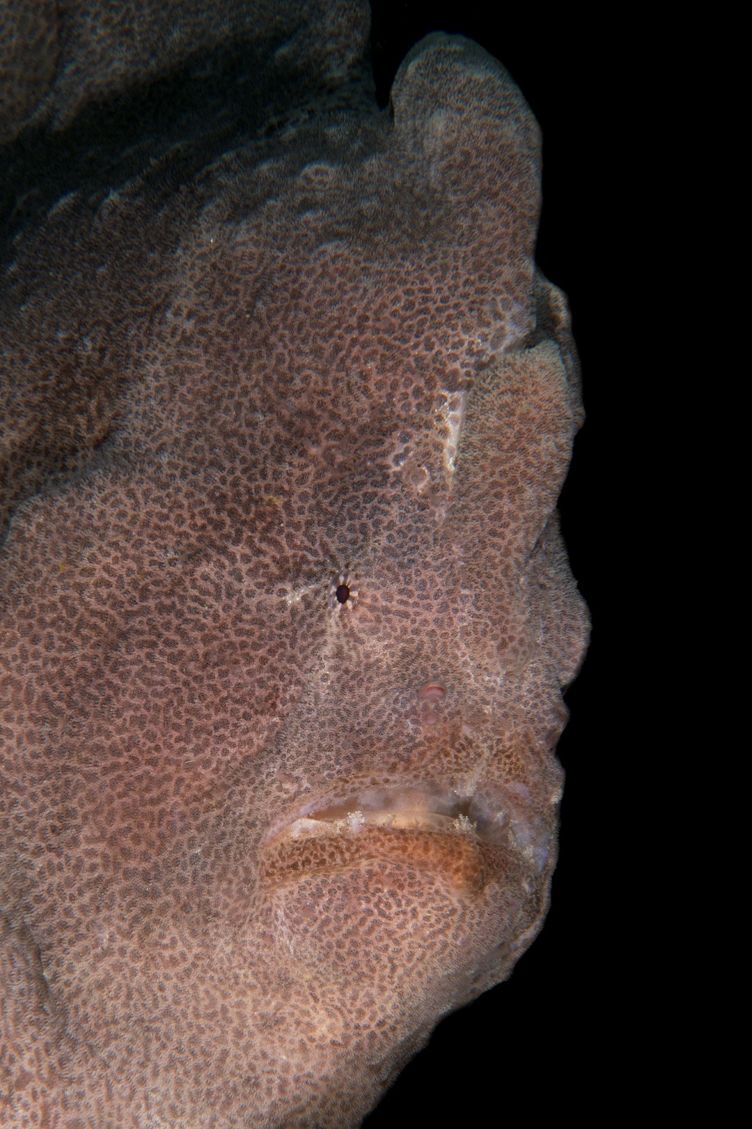 20150630_Nudi Falls_0013 (Large)