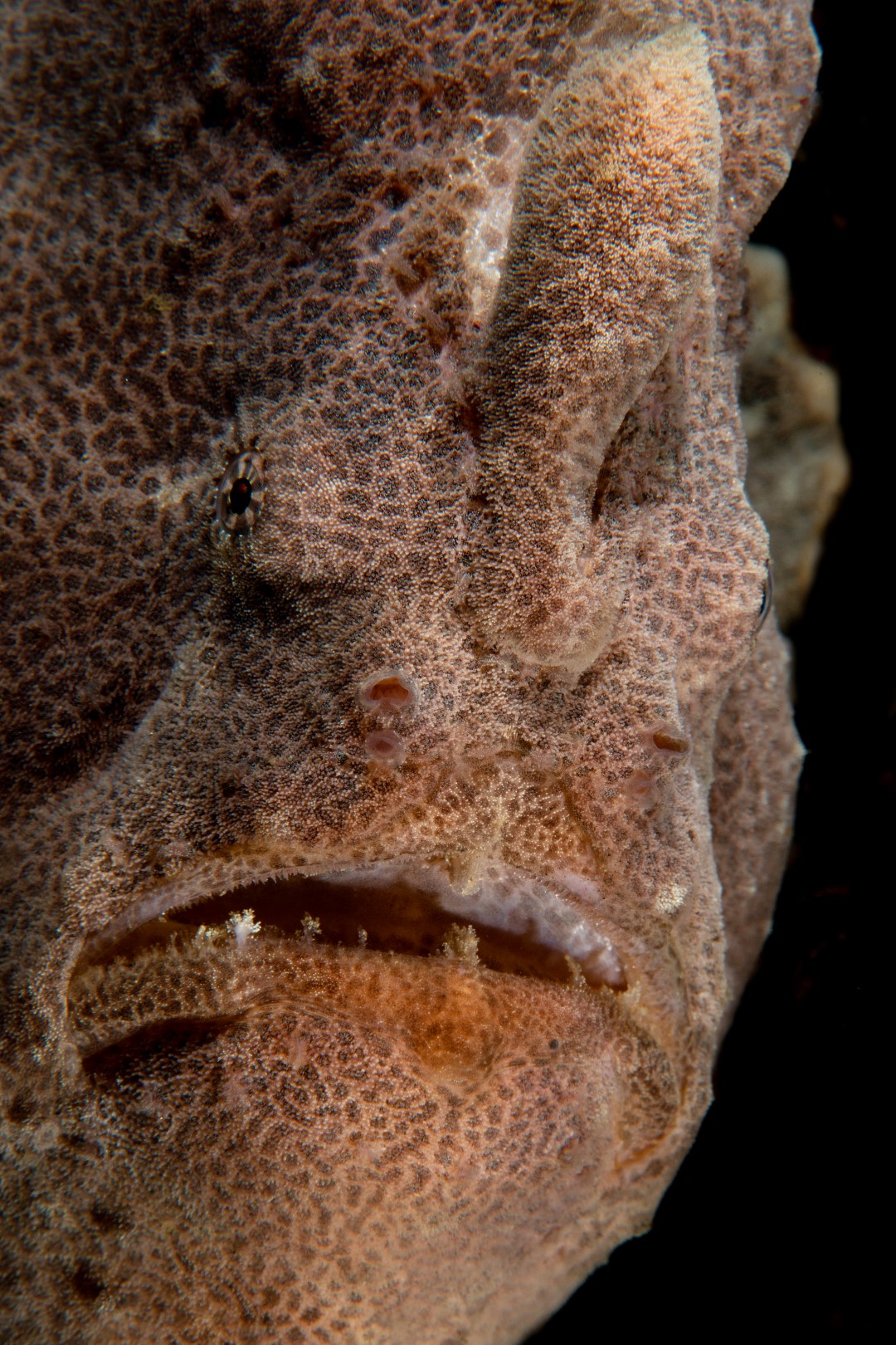 20150630_Nudi Falls_0015 (Large)