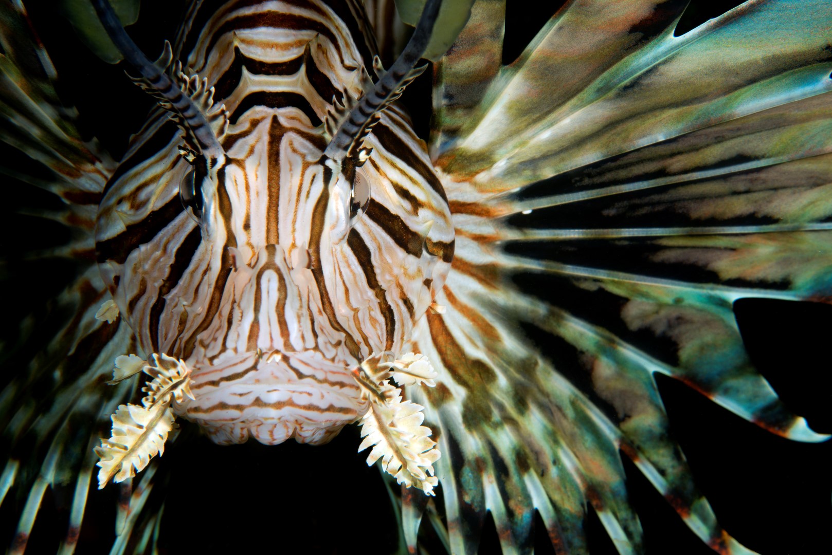 20150630_Police Pier_0021 (Large)