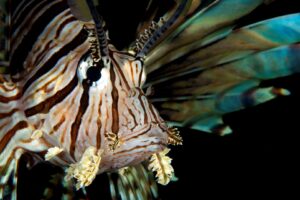 20150630_Police Pier_0022 (Large)