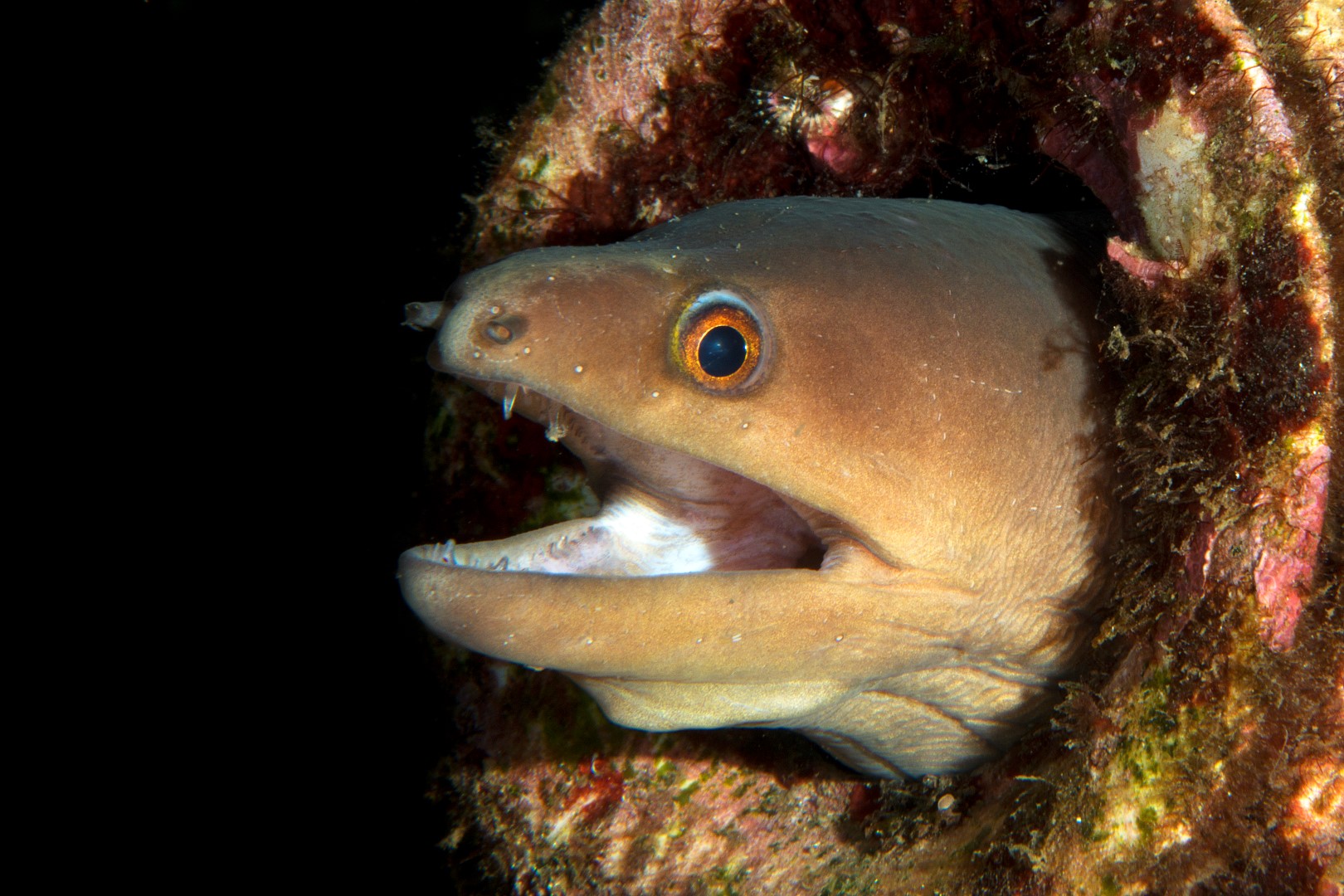 20150630_Police Pier_0030 (Large)