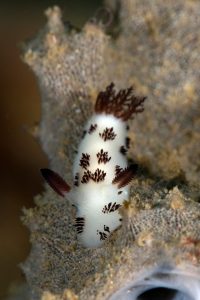 20150701_Bianca_0001 (Large)