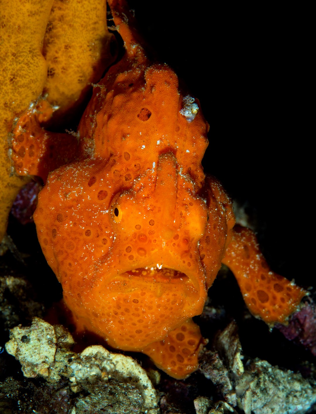 20150701_Bianca_0026 (Large)