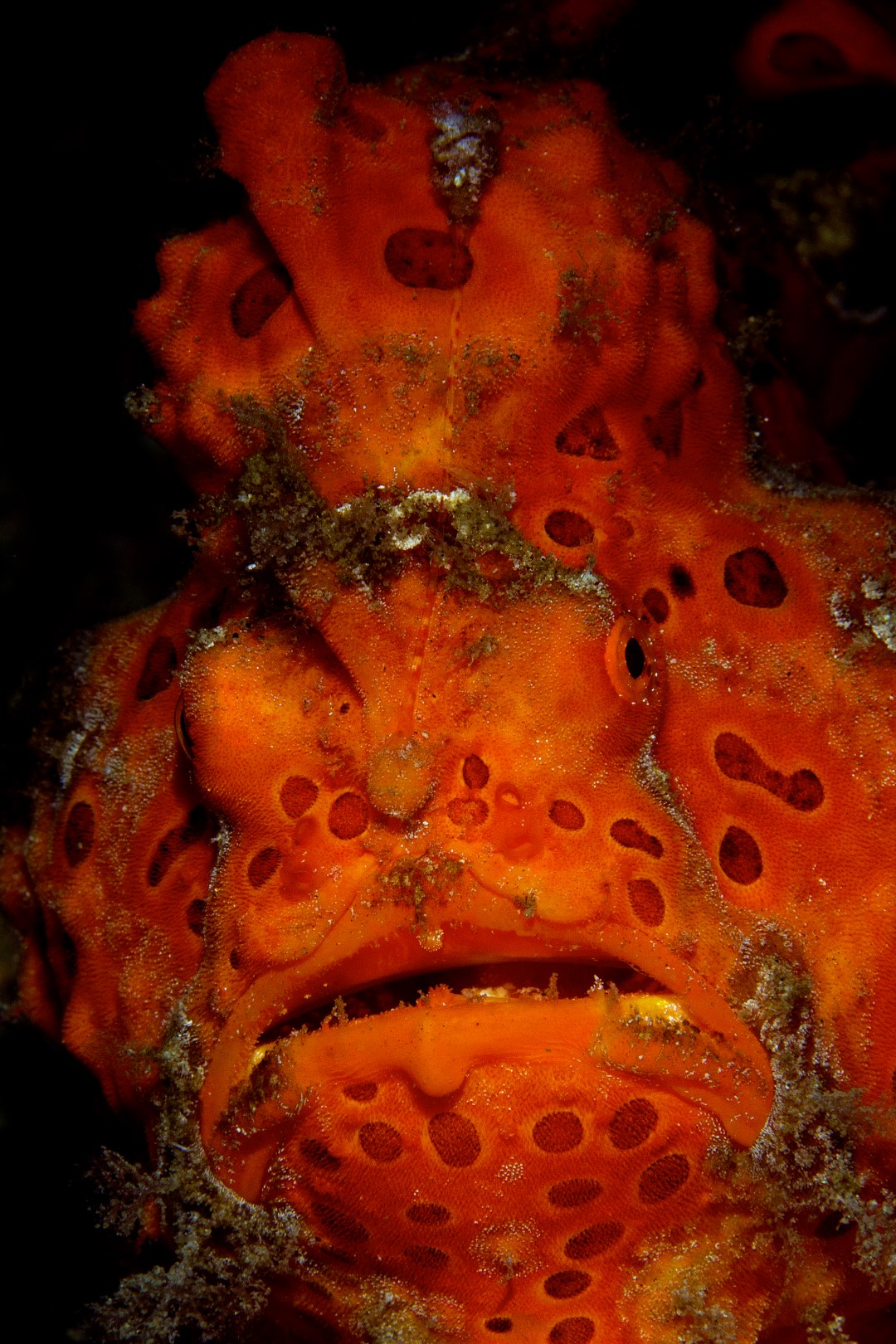 20150701_Bianca_0029 (Large)