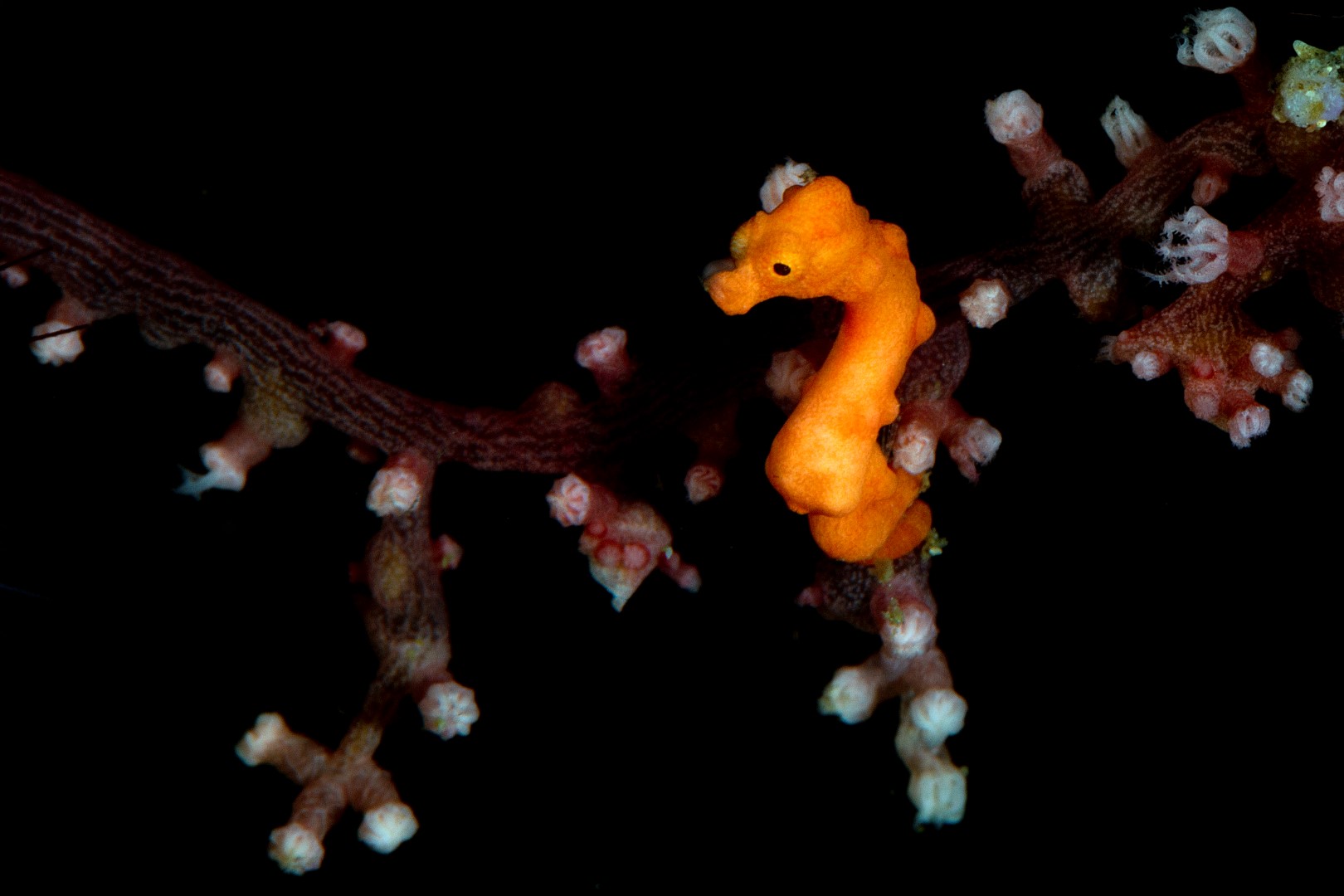 20150701_Makawidey_0001 (Large)