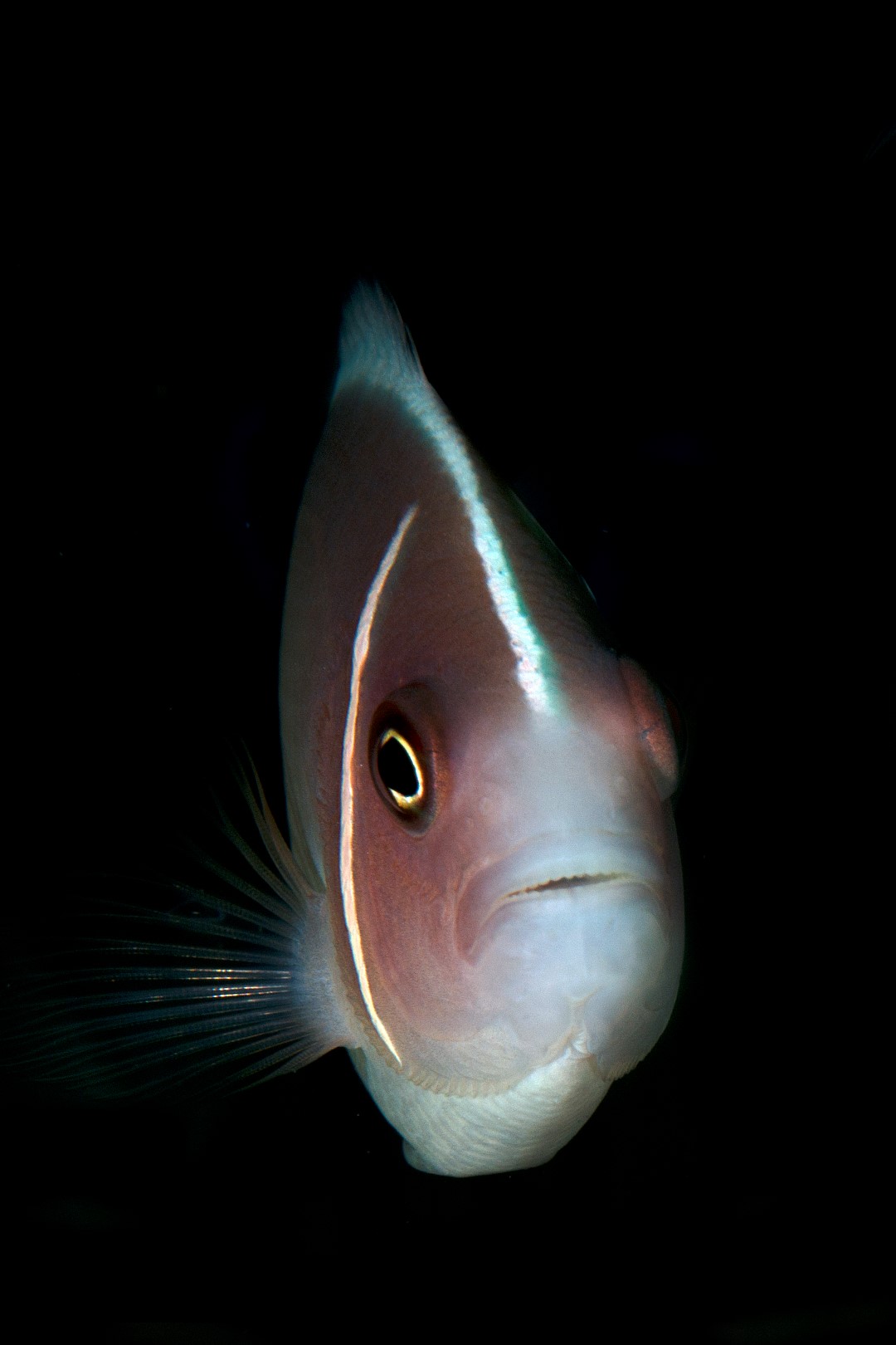 20150701_Makawidey_0004 (Large)