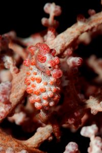 20150701_Makawidey_0008 (Large)