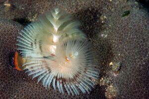 20150701_Makawidey_0011 (Large)