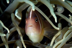 20150701_Makawidey_0012 (Large)