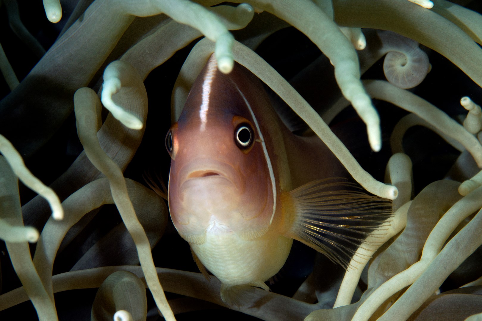 20150701_Makawidey_0012 (Large)