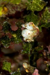 20150701_Pantai Parigi_0015 (Large)