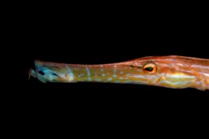 20150702_Aer Bajo 3_0001 (Large)