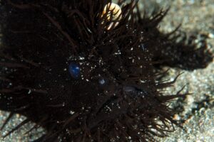 20150702_Aer Bajo 3_0008 (Large)