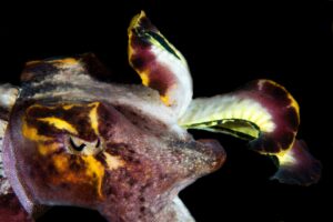 20150702_Aer Bajo 3_0011 (Large)