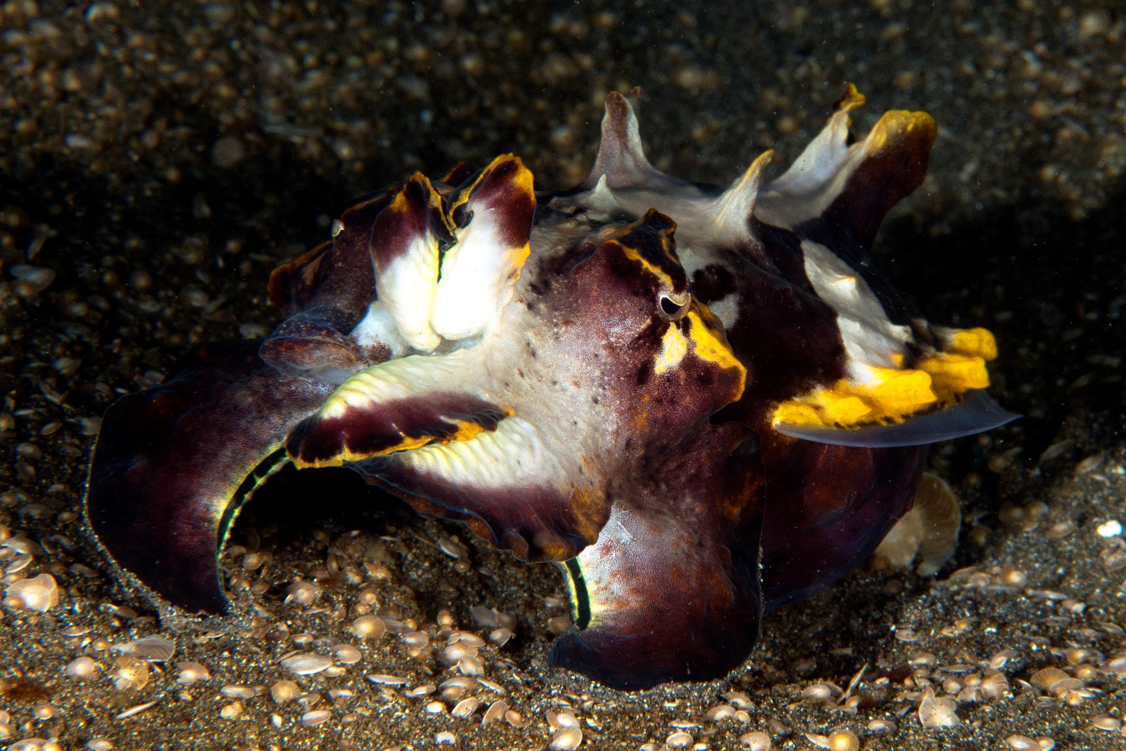 20150702_Aer Bajo 3_0014 (Large)