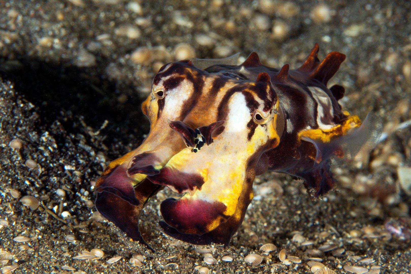 20150702_Aer Bajo 3_0019 (Large)