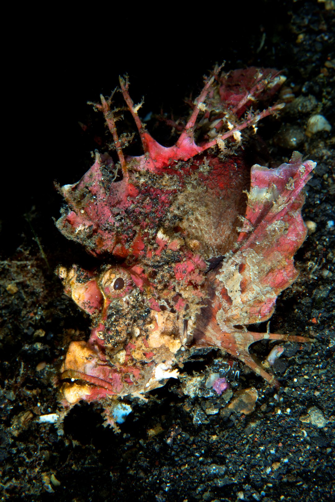 20150702_Jahir 1_0012 (Large)