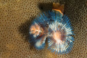 20150702_Pantai Parigi_0015 (Large)