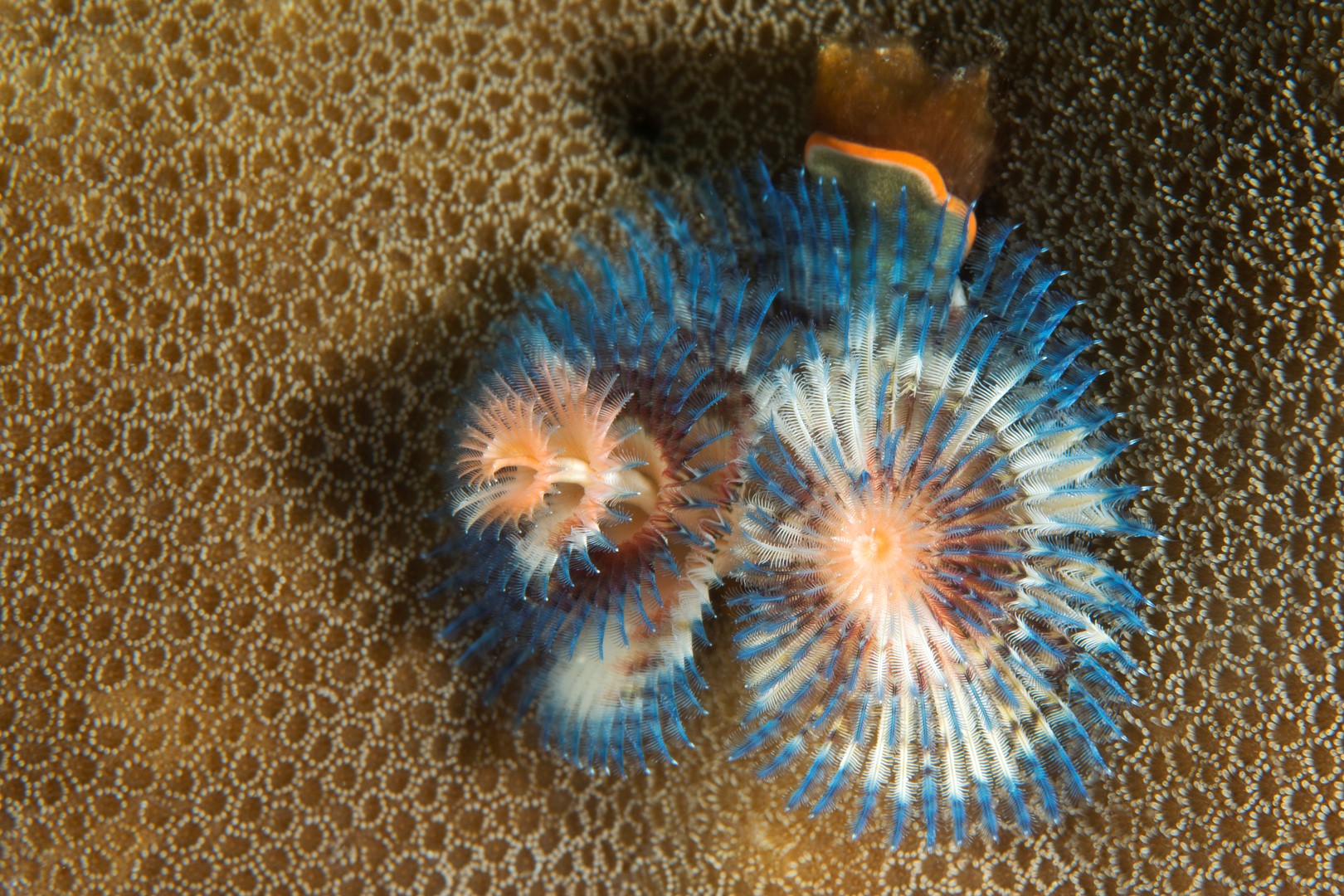 20150702_Pantai Parigi_0015 (Large)