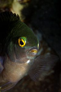 20150702_Pantai Parigi_0016 (Large)