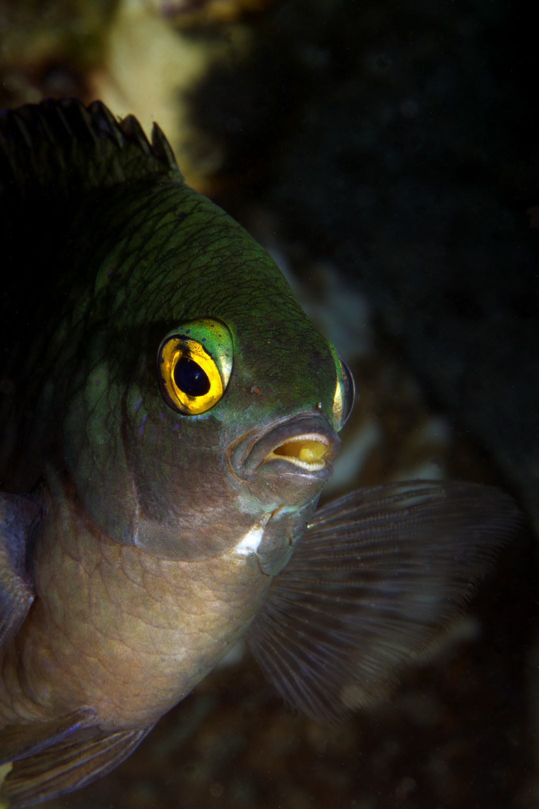 20150702_Pantai Parigi_0016 (Large)