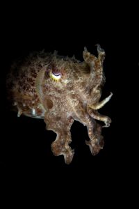 20150703_Aer Prang_0015 (Large)