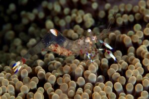 20150703_Aer Prang_0019 (Large)