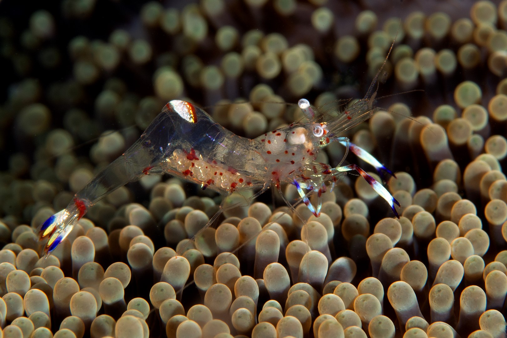 20150703_Aer Prang_0019 (Large)