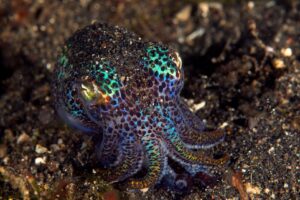 20150703_Aer Prang_0031 (Large)