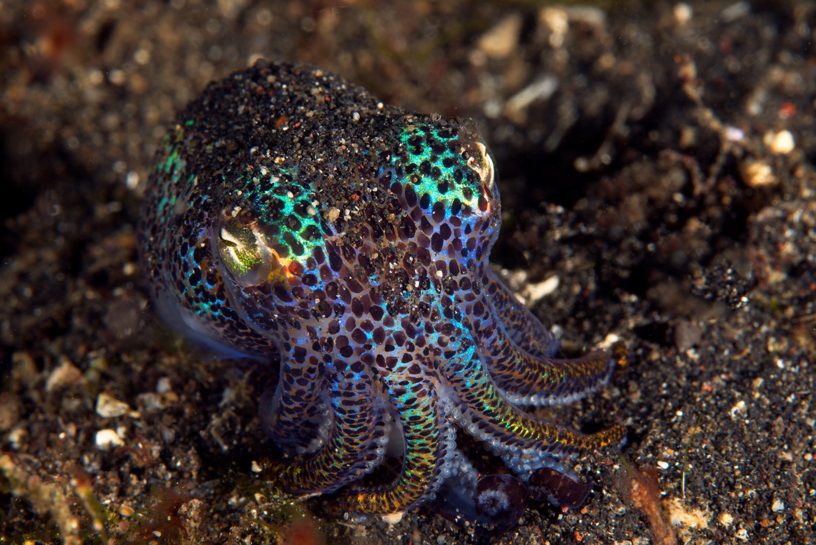 20150703_Aer Prang_0031 (Large)