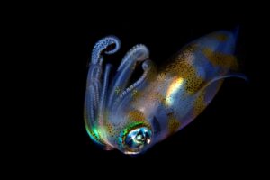 20150703_Aer Prang_0039 (Large)