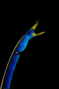 20150703_Nudi Falls_0001 (Large)