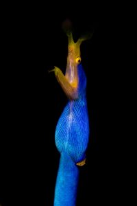 20150703_Nudi Falls_0003 (Large)