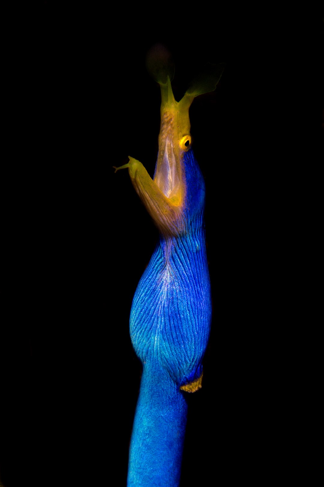 20150703_Nudi Falls_0003 (Large)