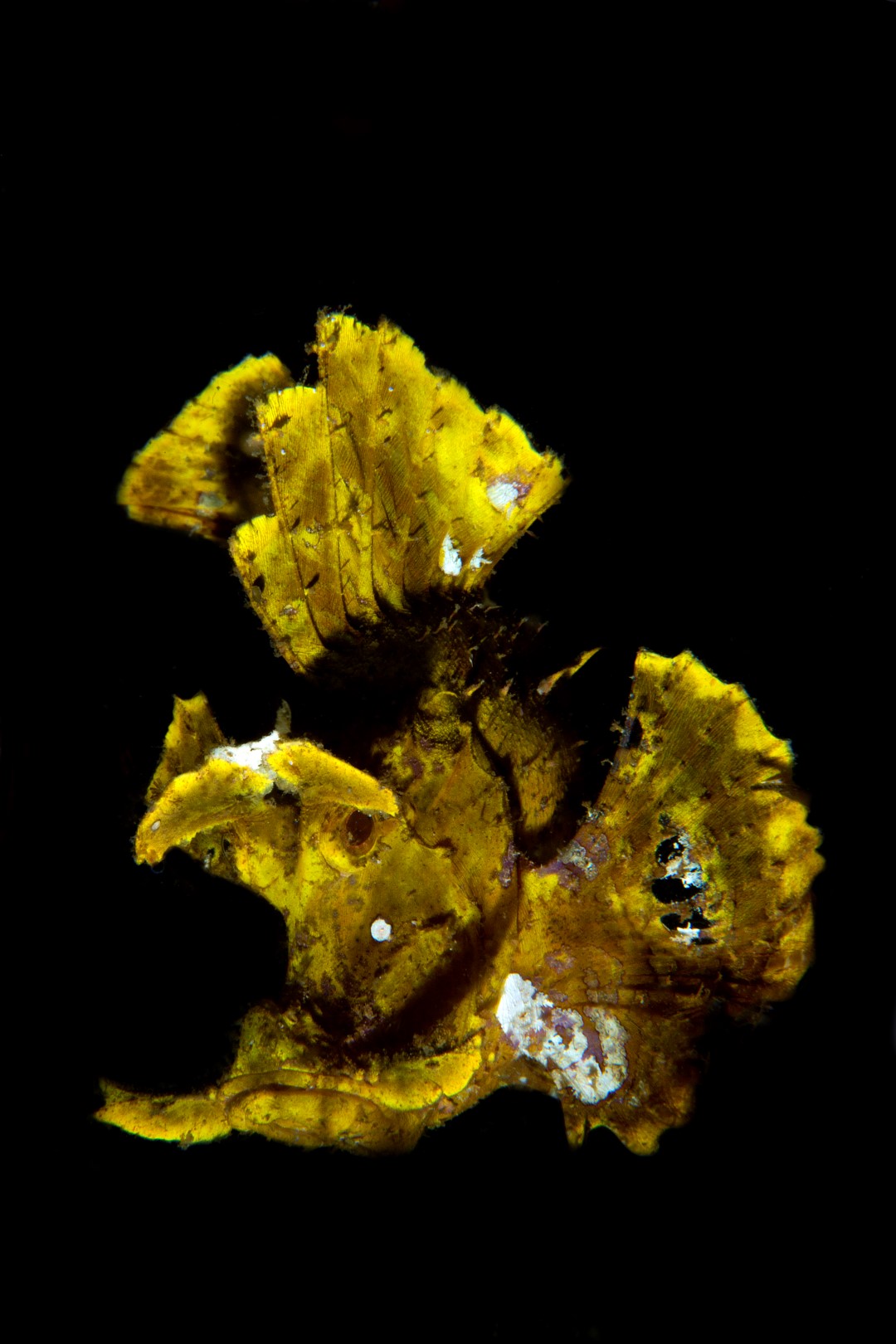 20150703_Nudi Falls_0004 (Large)