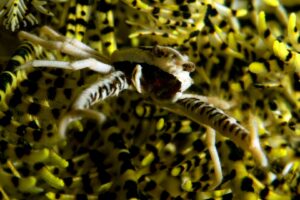 20150703_Nudi Falls_0011 (Large)