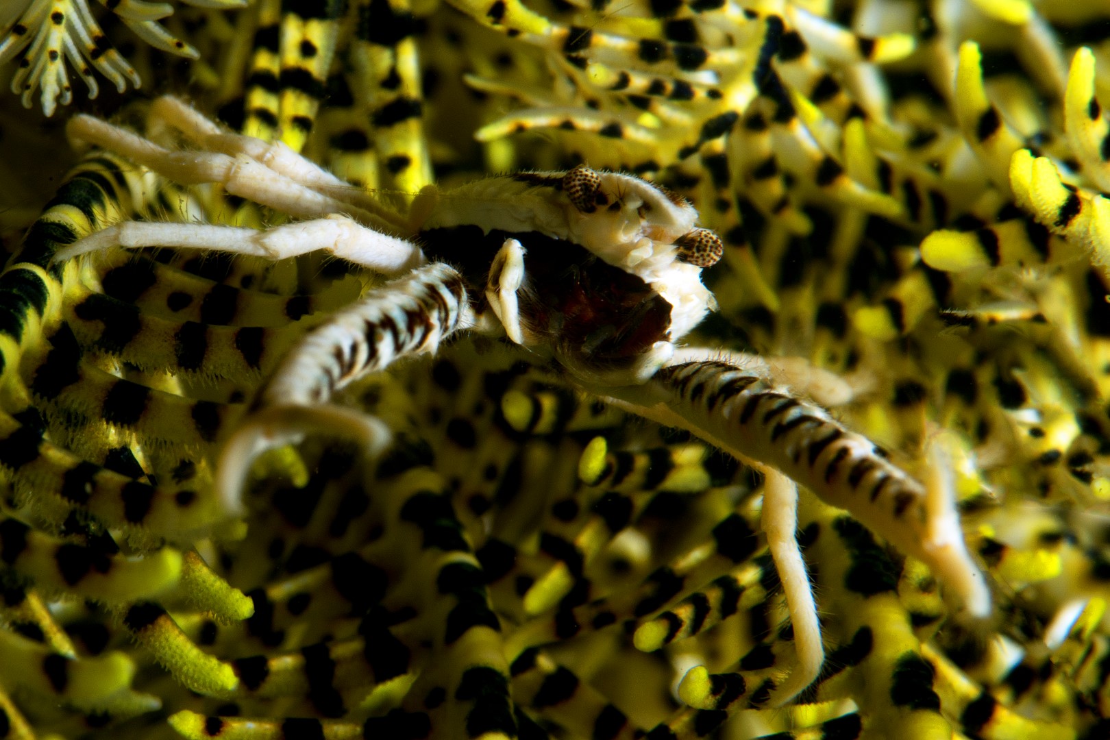 20150703_Nudi Falls_0011 (Large)