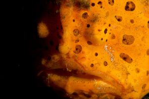 20150703_Teluk Kembahu 3_0007 (Large)