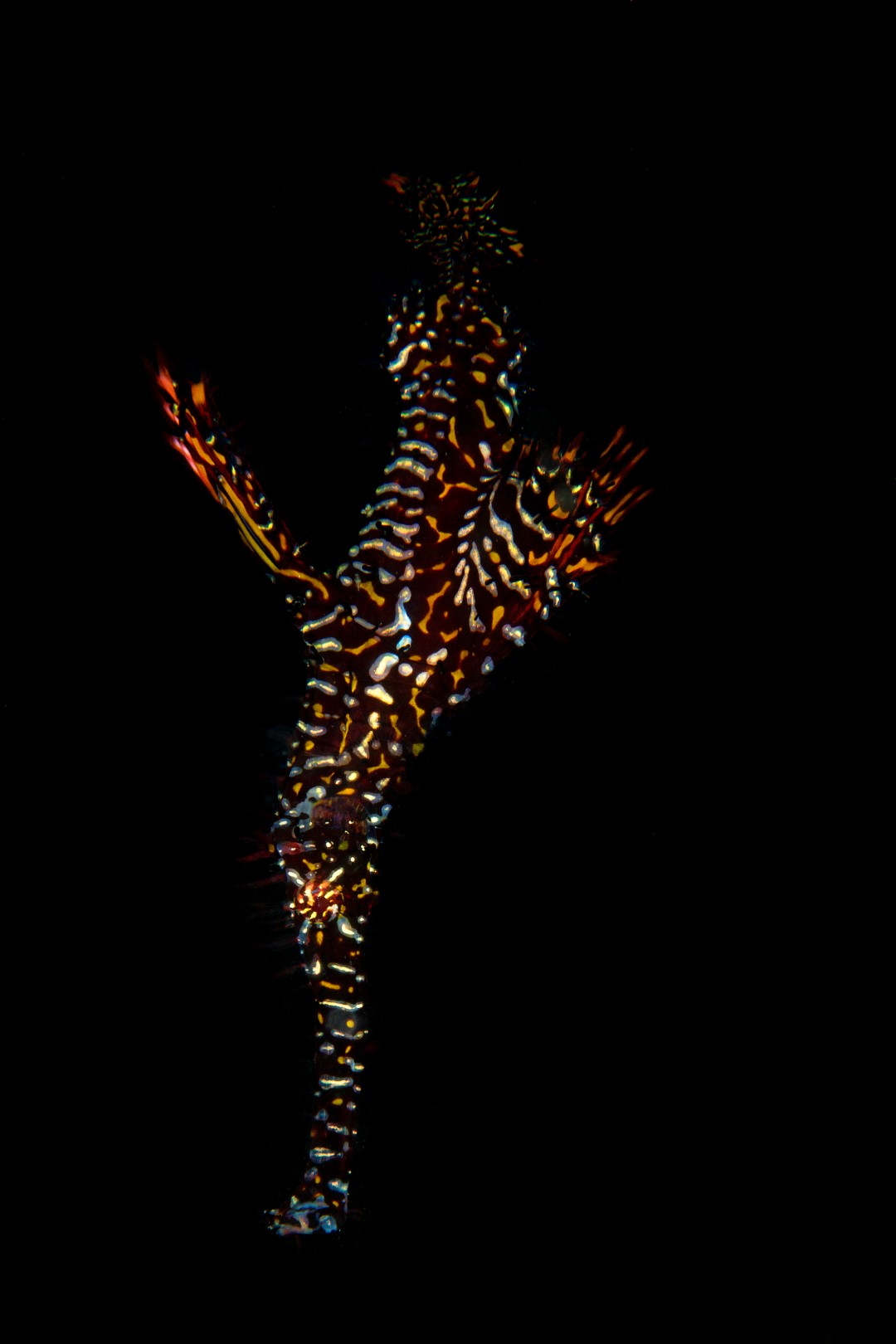 20150703_Teluk Kembahu 3_0025 (Large)