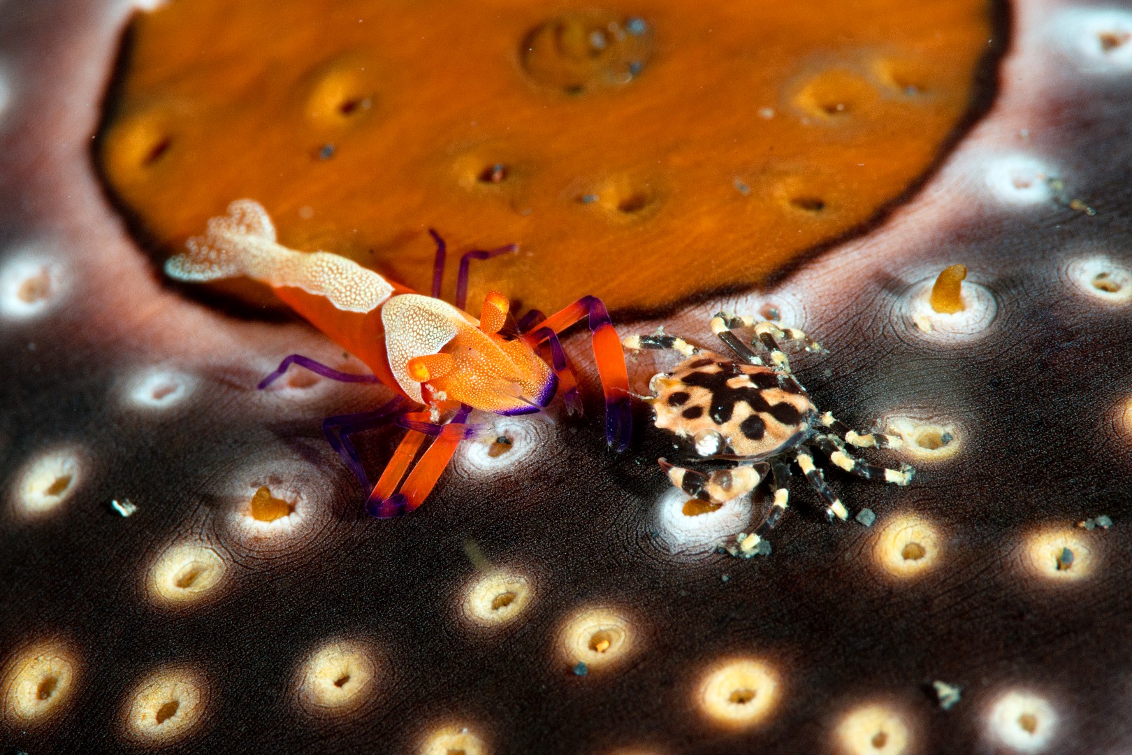 20150704_Bianca_0006 (Large)