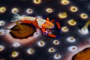 20150704_Bianca_0009 (Large)