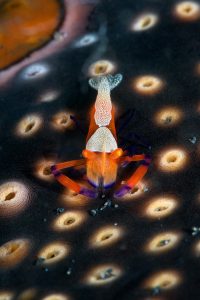 20150704_Bianca_0010 (Large)