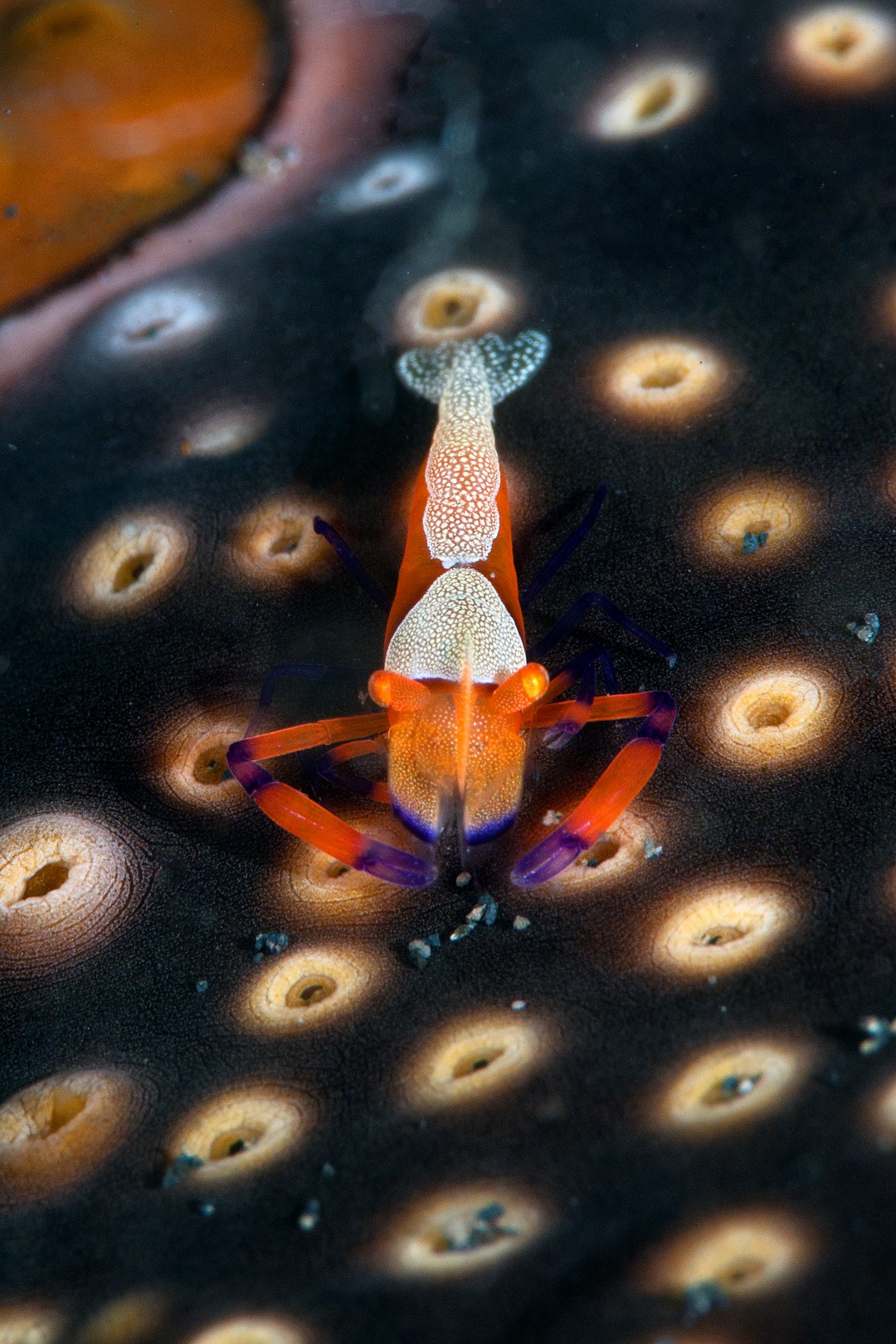 20150704_Bianca_0010 (Large)