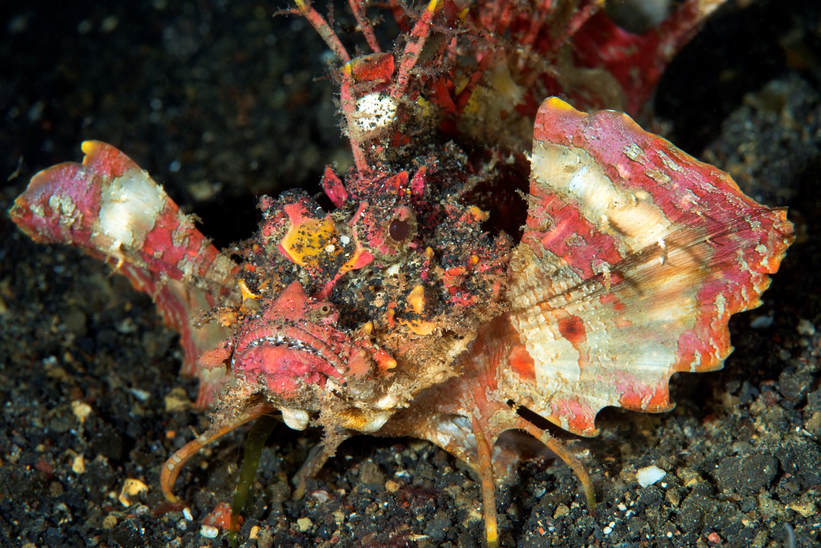 20150704_Bianca_0014 (Large)