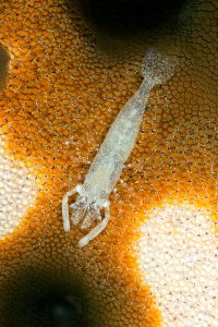 20150704_Bianca_0015 (Large)