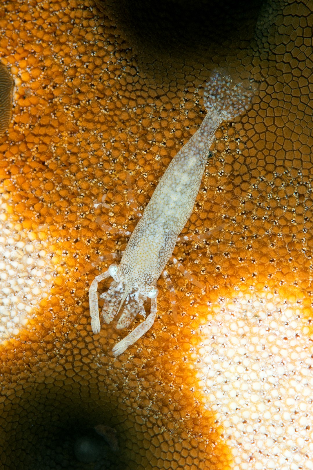 20150704_Bianca_0015 (Large)