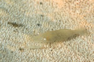 20150704_Bianca_0020 (Large)